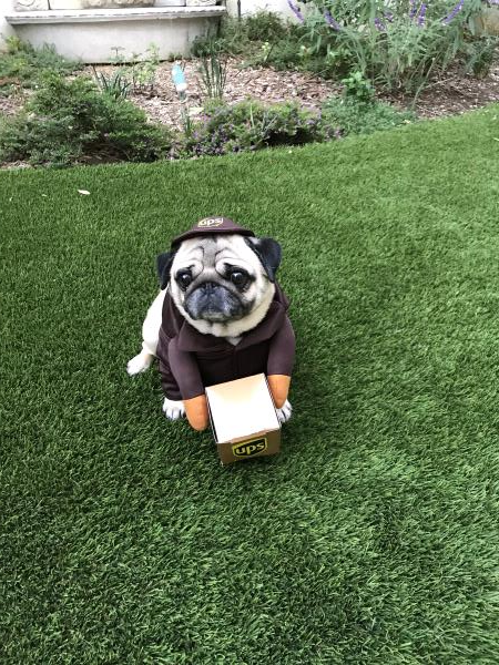 /images/uploads/pug nation rescue of los angeles/pugnation2020/entries/11218thumb.jpg